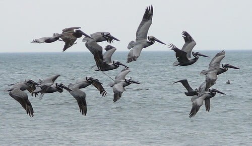 Pelicans off the Outer Banks